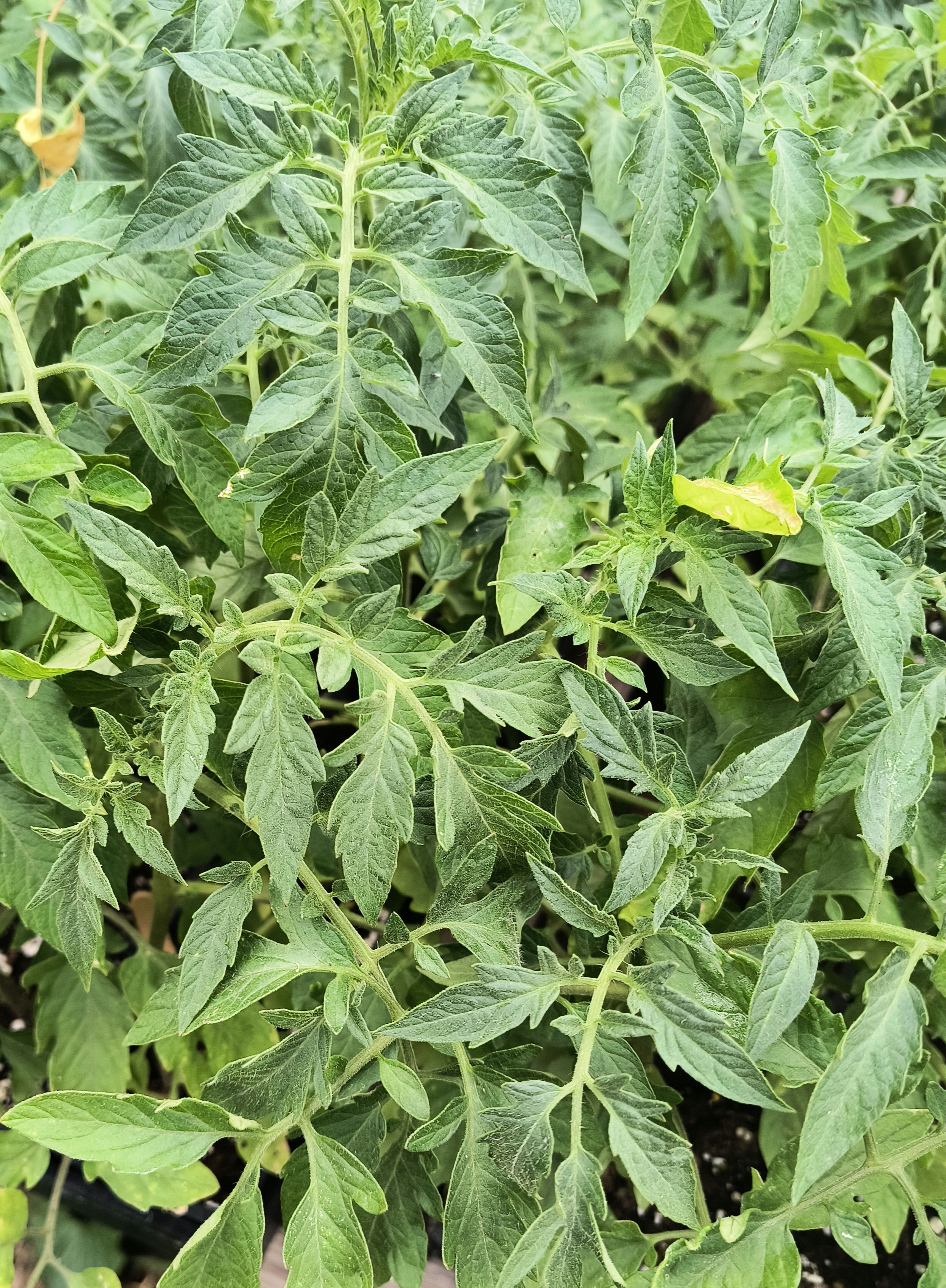 Early Girl Tomato Plants