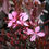 Thumbnail: Gaura Crimson Butterfly