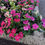 Thumbnail: Vinca Trailing Mix