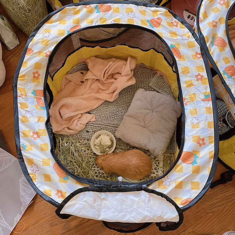 一個帳篷一隻豬剛剛好