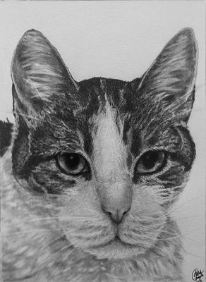 Cat Portrait.jpg