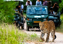 Jawai Leopard Safari.png