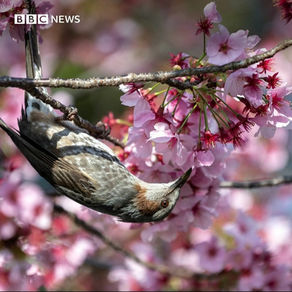 Cherry Trees