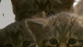 Centro Wildcat