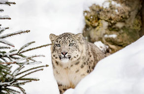 Schneeleopard