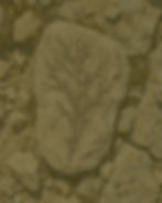 BANNERS MARCAS Mar de roca.jpg