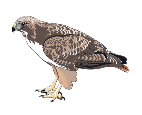 RedTailedHawk.png