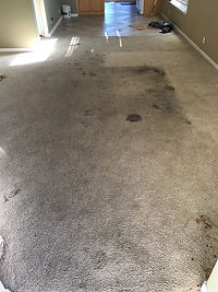 carpet cleaning before