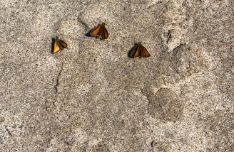 Spiritual Retreat-Manitoulin Isld-Wildlife-3 Butterflies