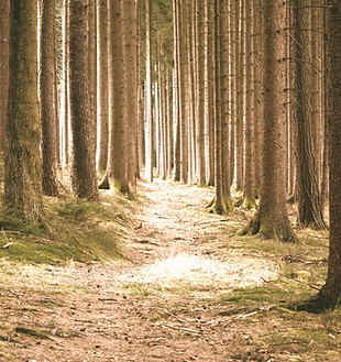 Quiet Forest_edited_edited.jpg