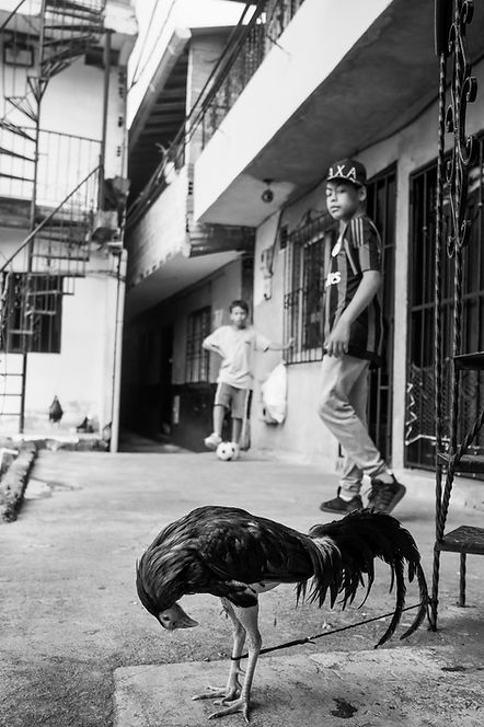 Un coq de combat, deux enfants et un ballon à Medellin