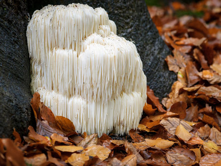Hericium Erinaceus, Hydne Hérisson ou Crinière de Lion