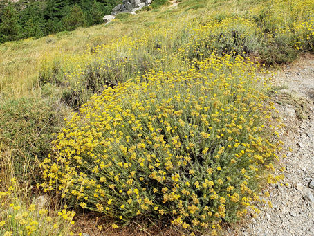 L'immortelle ou Hélicrhyse italienne