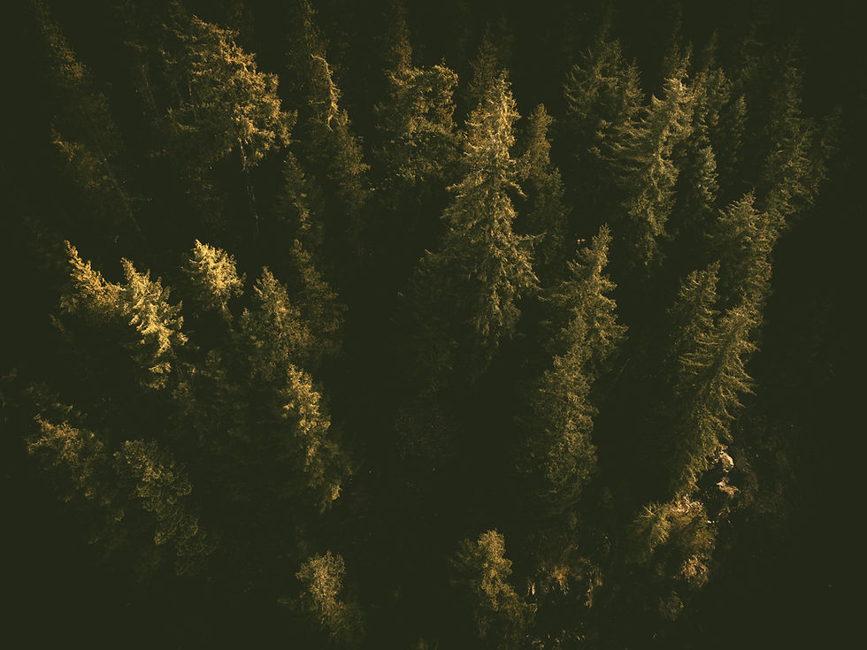 Whistler Sea-to-Sky Forest