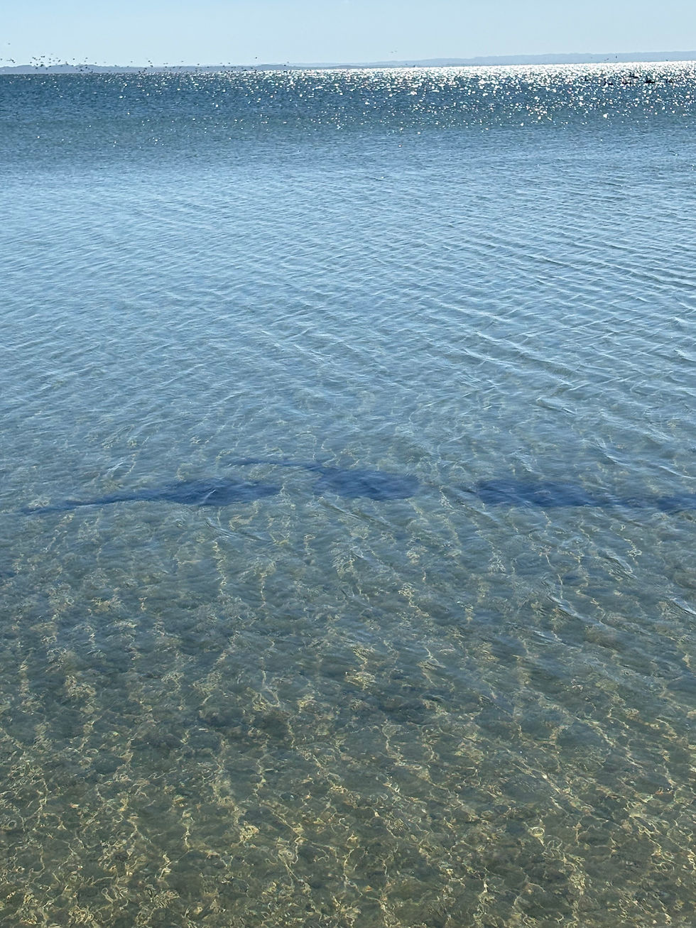 Shark meeting