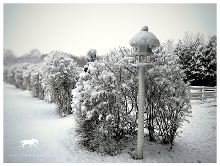 Country Hill Farm - Winter 2