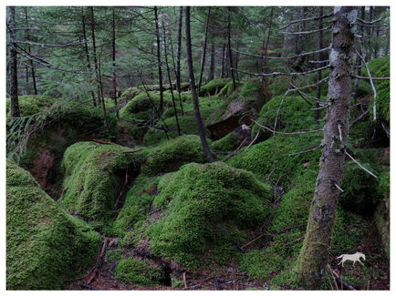 Mossy Rocks, Acadia National Park, Maine.
