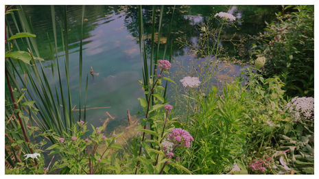 Impressionist Pond 6