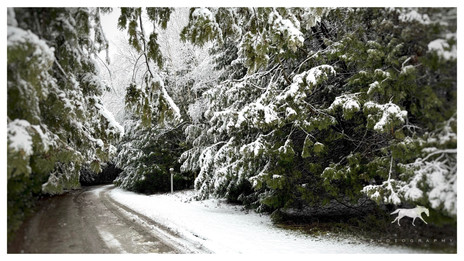 Country Hill Farm - Winter 3
