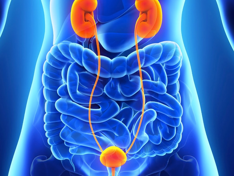 COMO É FORMADO O APARELHO URINÁRIO?