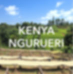 KENYA NGURUERI WASHED