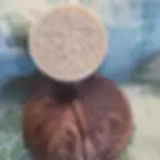 kostka szamponu, leżąca na jasnym tle, w otoczeniu ozdobnej skorupy kokosa