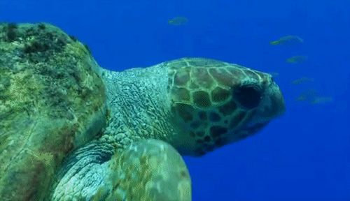 GIF TORTUGAS.gif