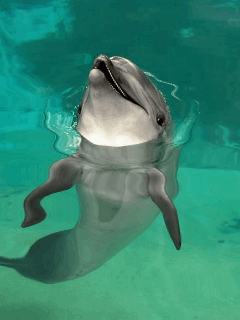 GIF DELFIN 1.gif