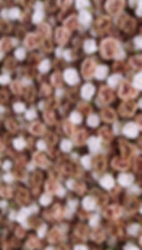 Brown, Taupe, White roses and florals