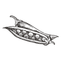 Erbsen
