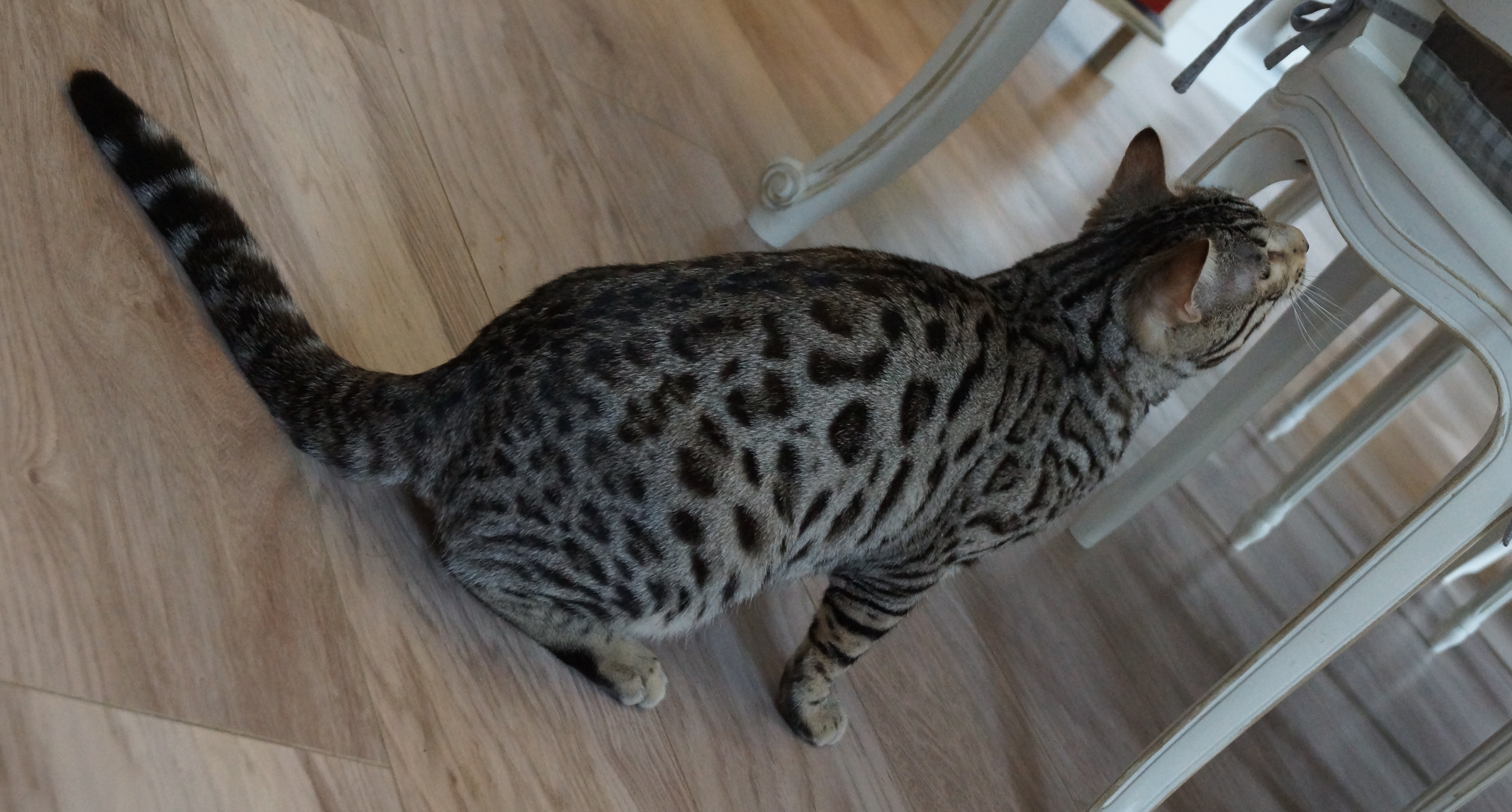 Mâlesstuds Paris By Night