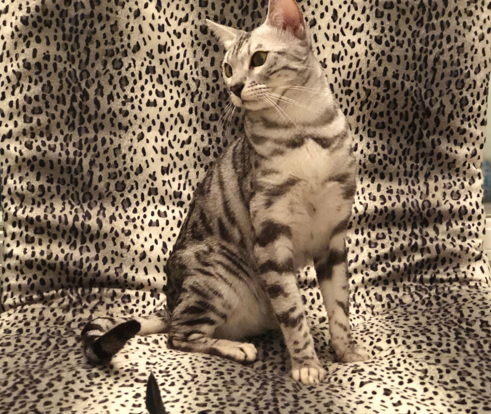 Paris By Night Bengals élevage Professionnel Aux Portes De