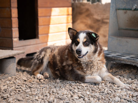 Hund mit grünem Ohrmarke (Mani) liegt entspannt auf Kies zwischen Hundehütten im warmen Licht.