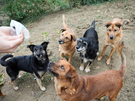 Mehrere Hunde warten auf ein Leckerli im Shelter in Rumänien.