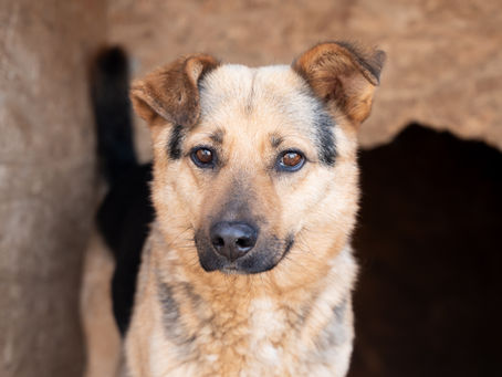 Brauner Tierschutzhund (Amal) steht aufmerksam vor einer Hundehütte und blickt direkt in die Kamera.