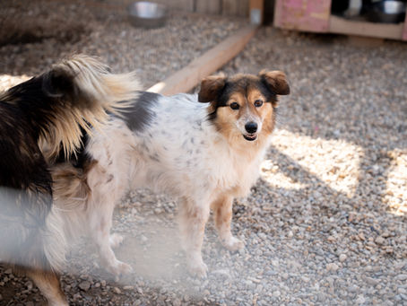 Zwei Hunde auf Kies im Shelter; ein weiß-brauner Hund (Thorgunna) blickt in die Kamera, der andere steht links halb im Bild.