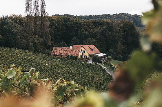WeingutTrummer_Weingut_Hof.jpg