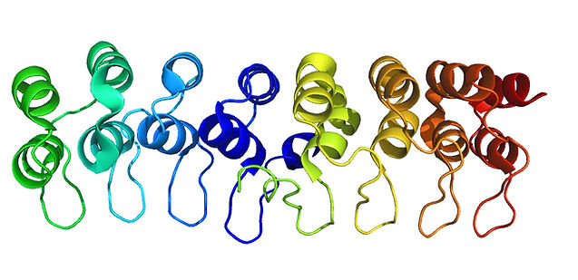 Notch_Ank_repeats4-7 (1)_edited.jpg