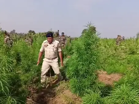 “Ganja plants worth ₹20 crore destroyed in Sutar Mura ADC Village.”
