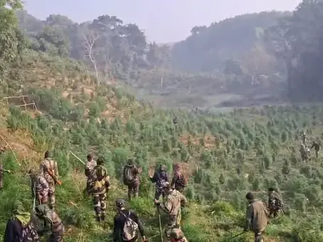 Carrying out a mega operation to cut down cannabis plantations, a total of 275,000 mature cannabis plants were destroyed across 45 plots at two locations.....