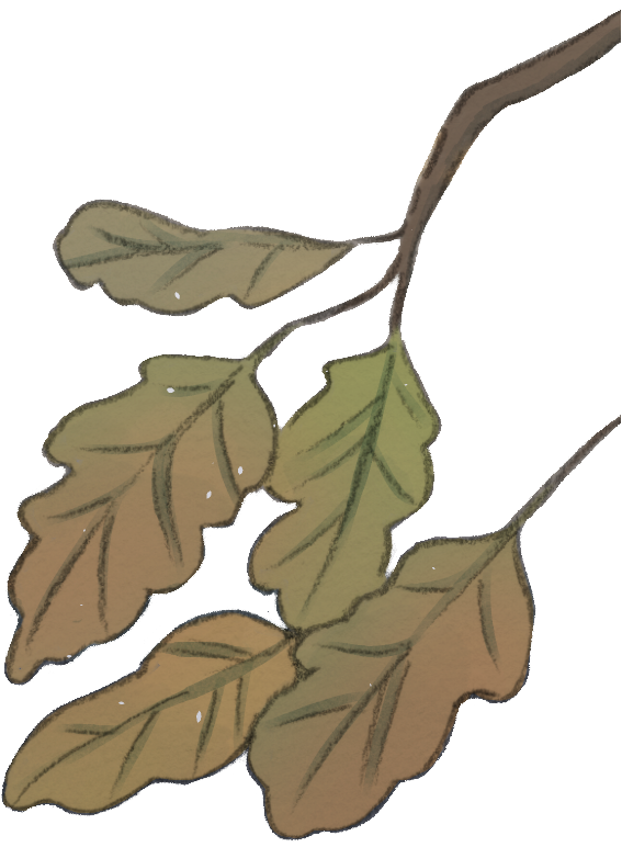Folhas03.png