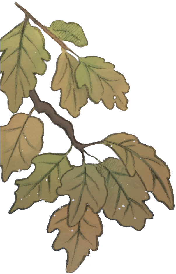 Folhas02.png