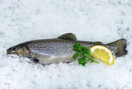 fischzucht_bremgarten_shop_online_bestellen_abholen_frische_fische_ganz_bachsaibling.jpeg
