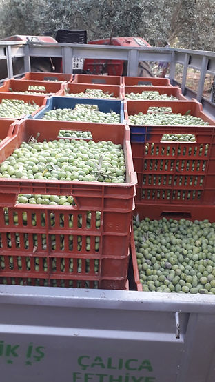 WhatsApp Image 2026-02-05 at 15.00.19.jpeg