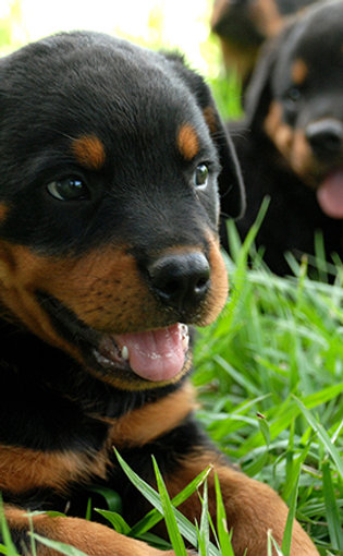 Rottweiler