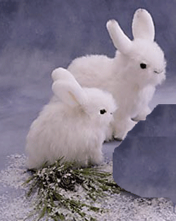 Snow Hare