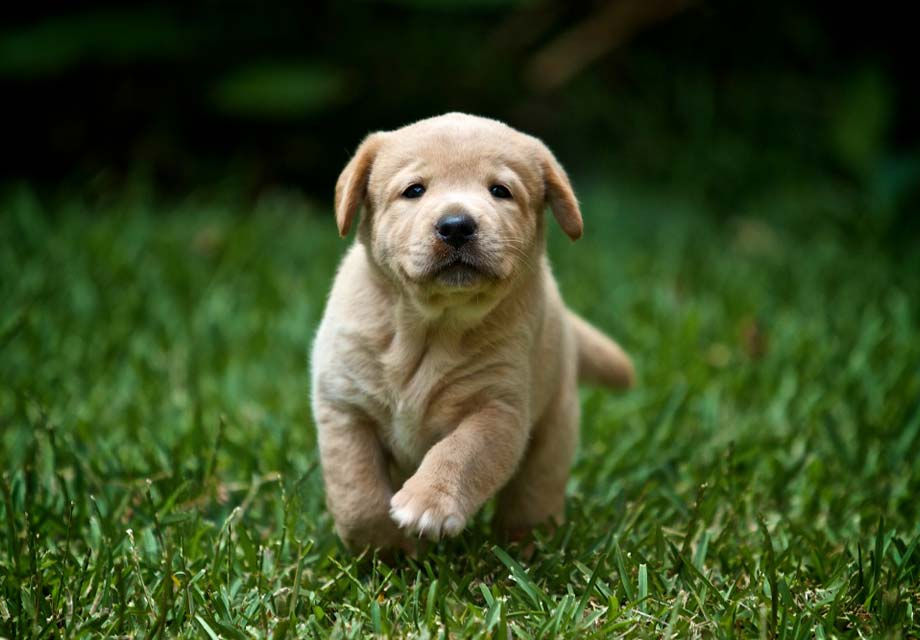 Thumbnail: Labrador Retriever