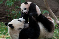 panda1_10