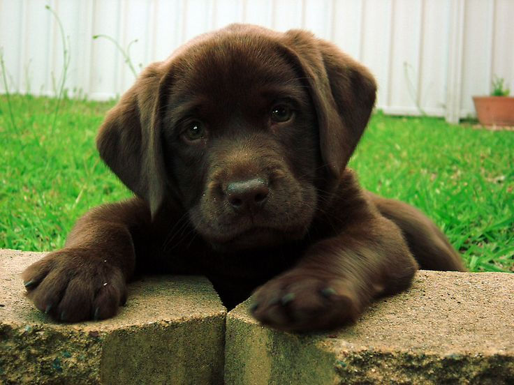 Thumbnail: Labrador Retriever