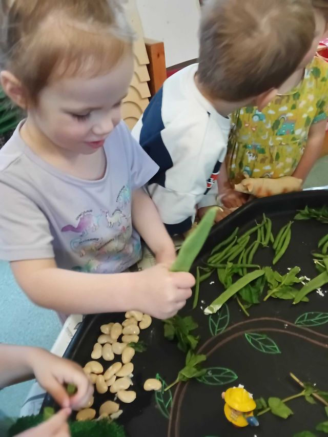 a little girl is looking at large beans that are part of a large sensory tray